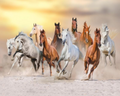 Multiple Horse 3D Wallpaper Running Horses for Wall Covering